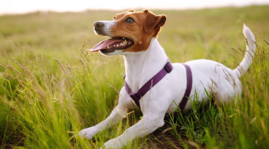 Happy active dog, jack russell playing in the park. Domestic dog concept.