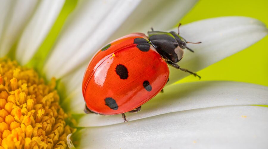 Insect ladybug on a daisy flower close-up on a light green background