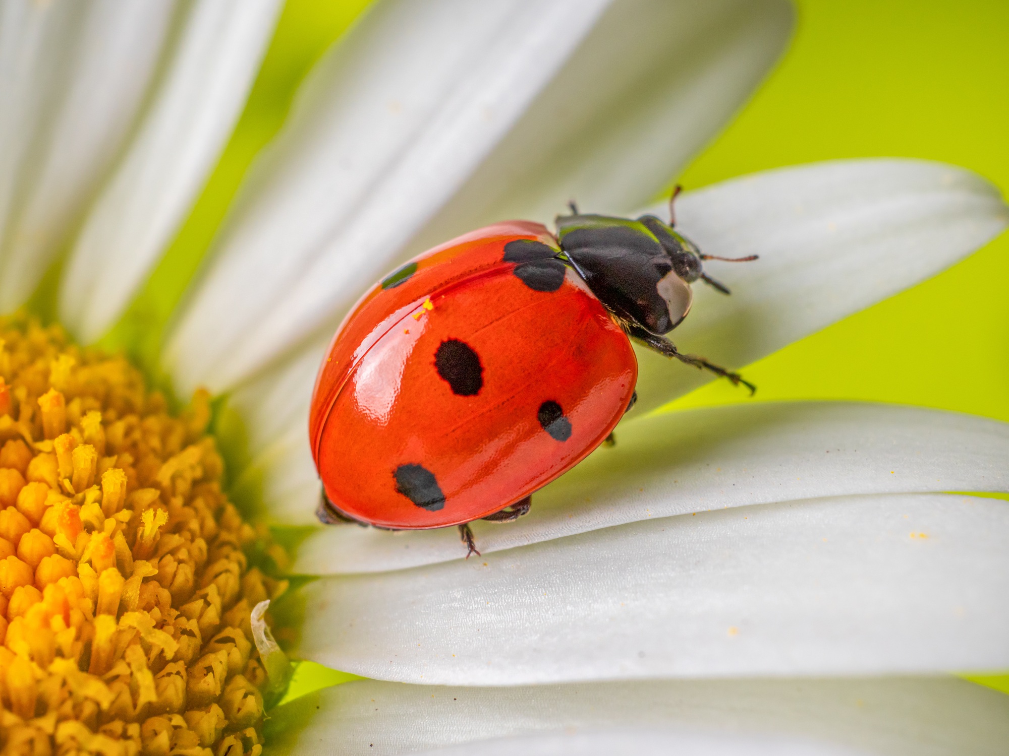 Insect ladybug on a daisy flower close-up on a light green background