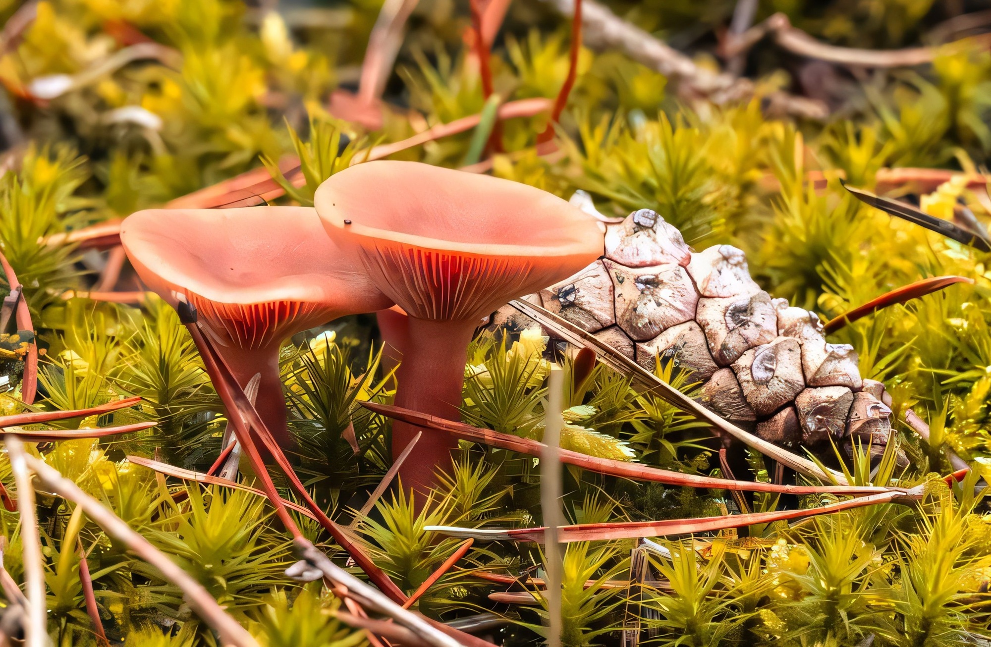 Mushrooms and Pine Cone on Forest Floor