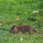 rat taupier