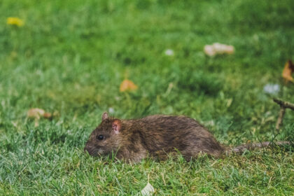 rat taupier