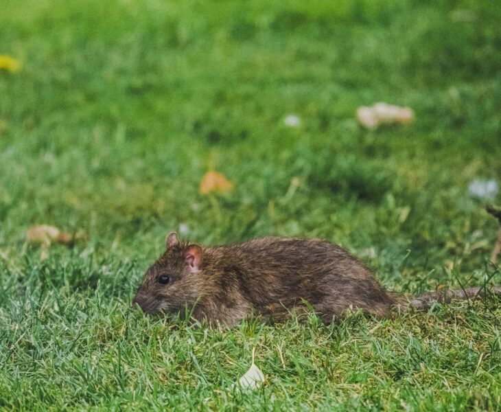 rat taupier