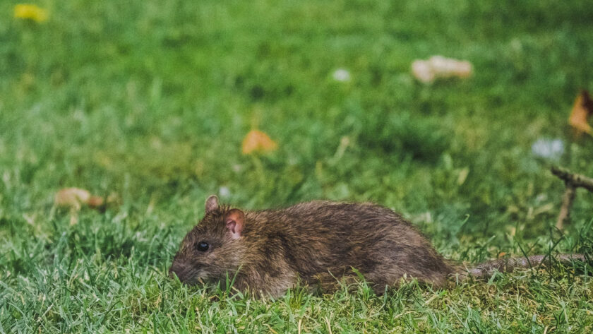 rat taupier