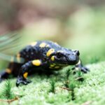 Spotted adult fire salamander on green moss