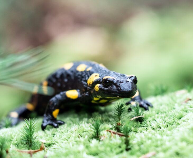 Spotted adult fire salamander on green moss