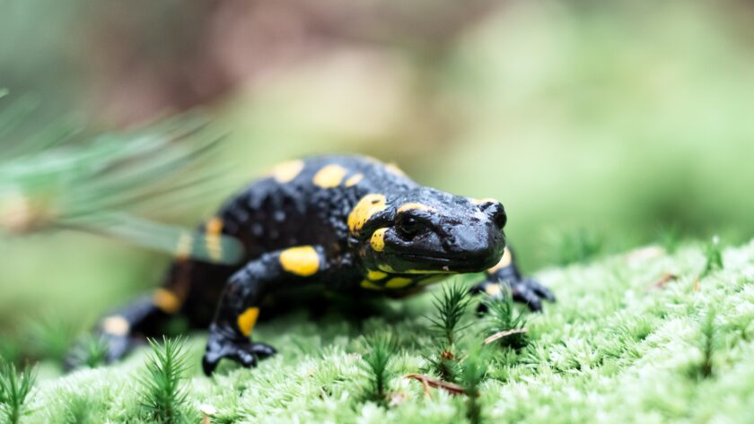 Spotted adult fire salamander on green moss