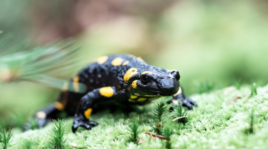 Spotted adult fire salamander on green moss