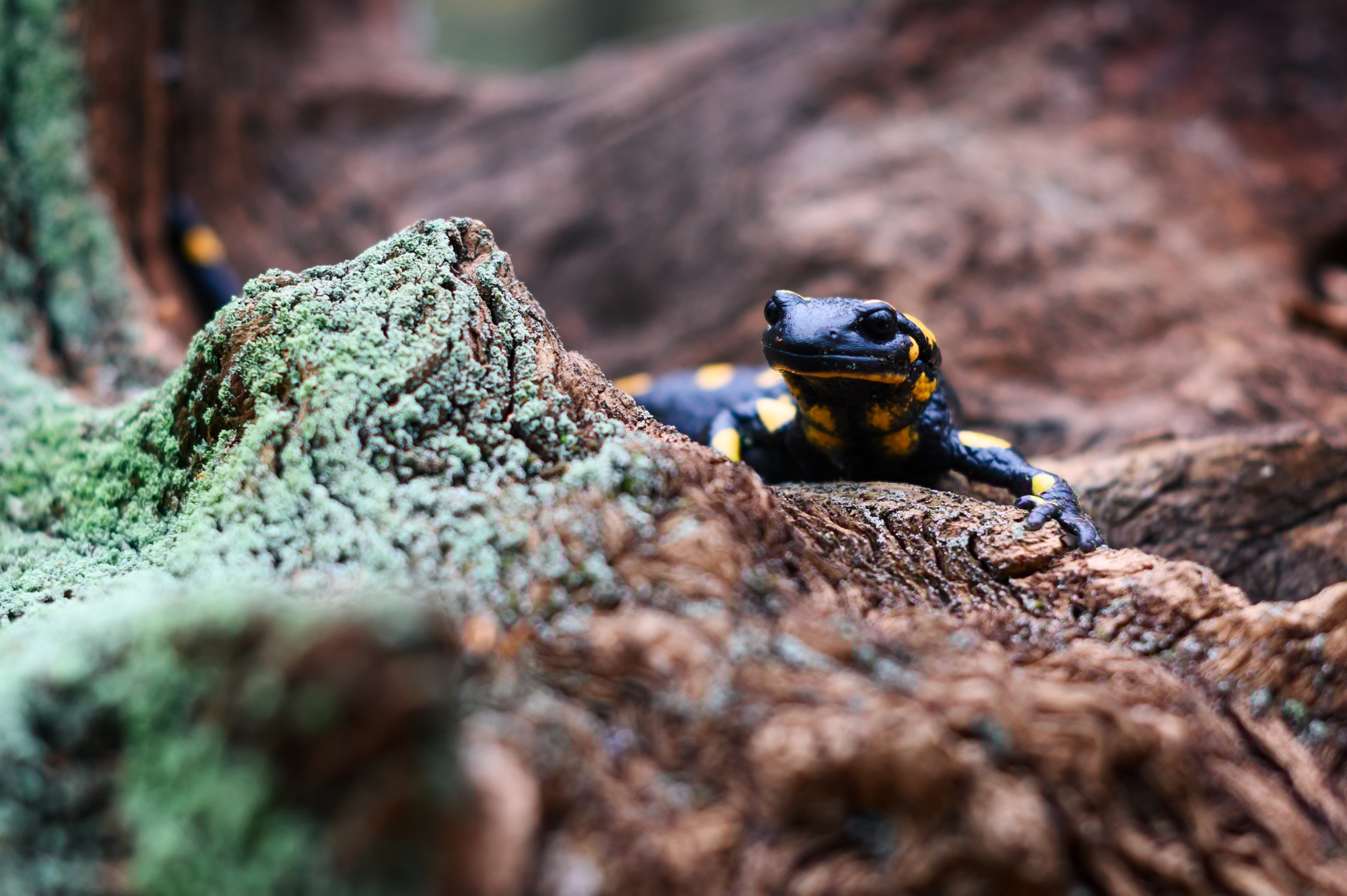 Spotted fire salamander on a old stump in the rain forest.