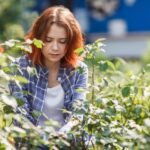 Young woman pruning roses