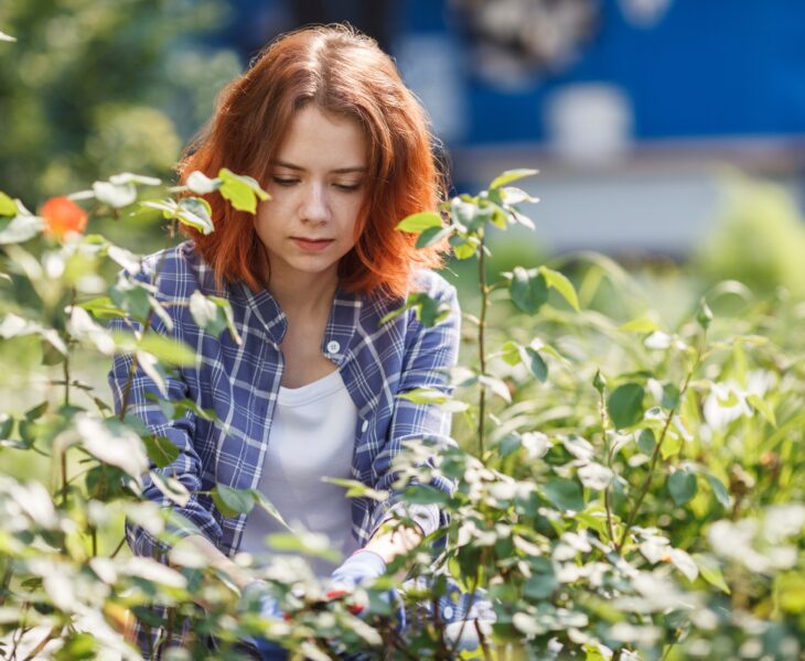 Young woman pruning roses