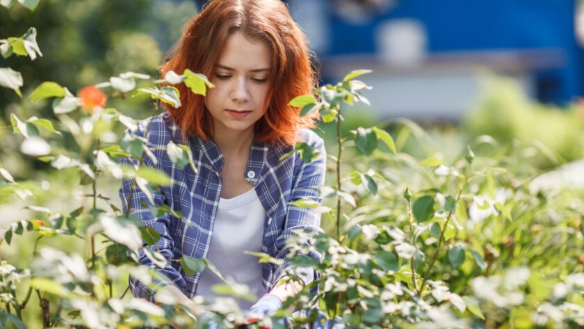 Young woman pruning roses