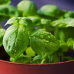 planter aromatique