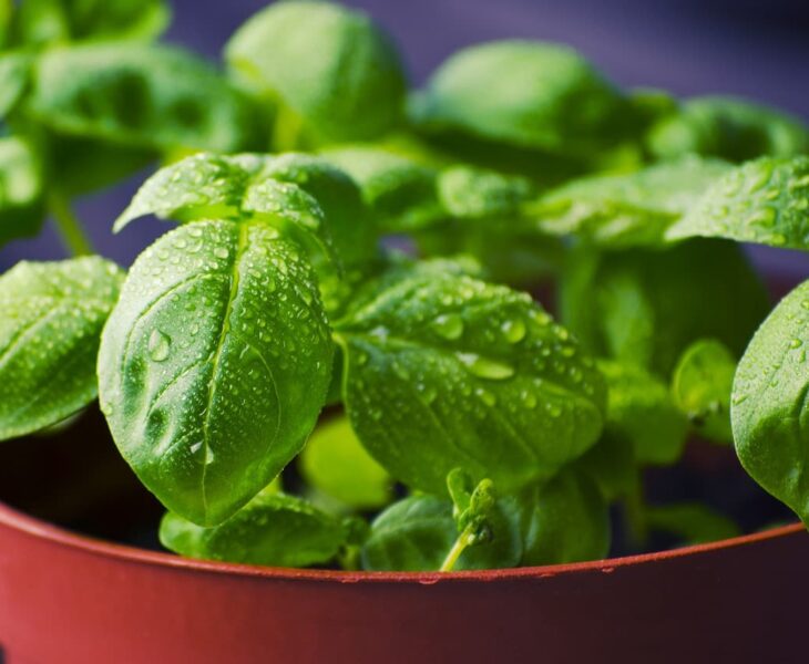 planter aromatique