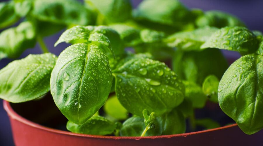 planter aromatique