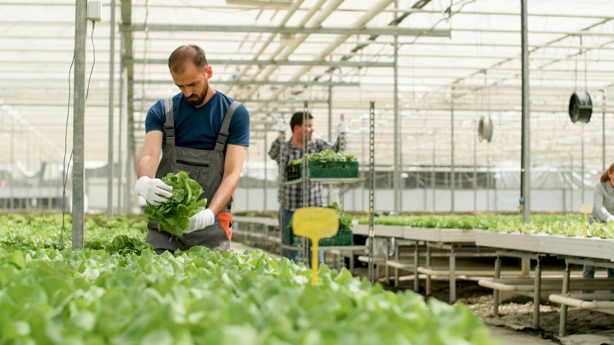 agriculture