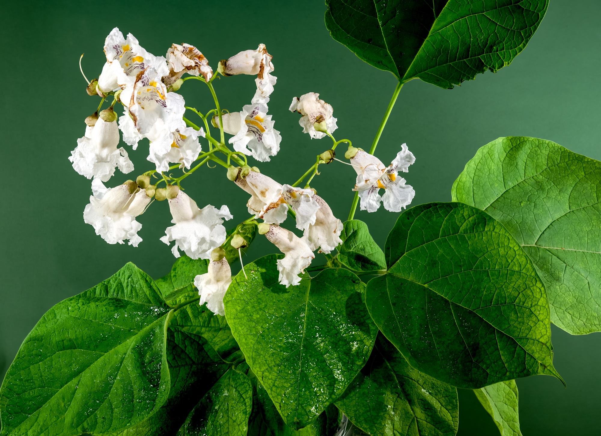 Blooming white Northern Catalpa on a green background