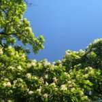 Catalpa Trees Booming