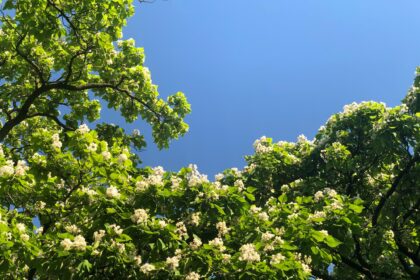 Catalpa Trees Booming