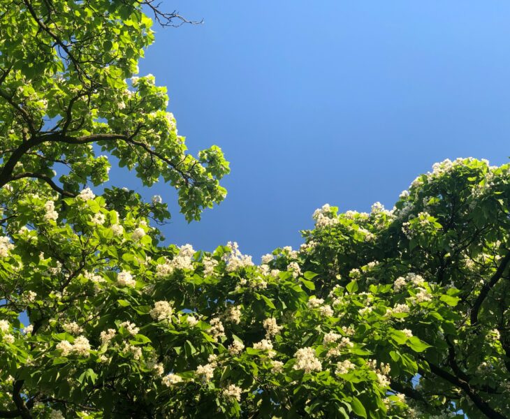 Catalpa Trees Booming