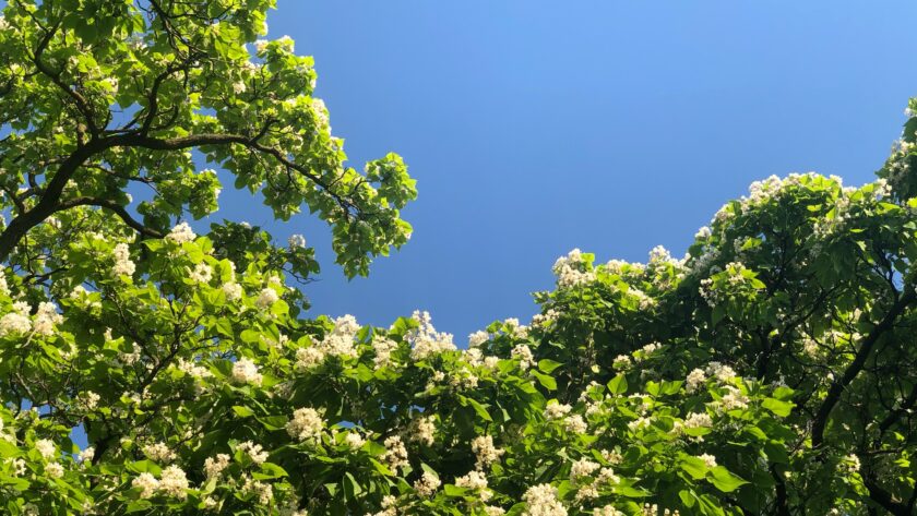 Catalpa Trees Booming