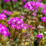 Desert sand-verbena in bloom
