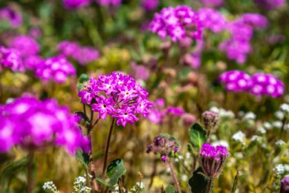 Desert sand-verbena in bloom