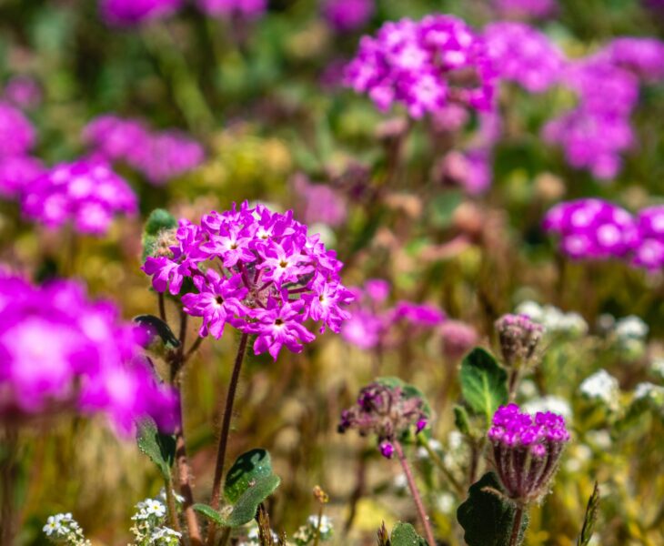 Desert sand-verbena in bloom