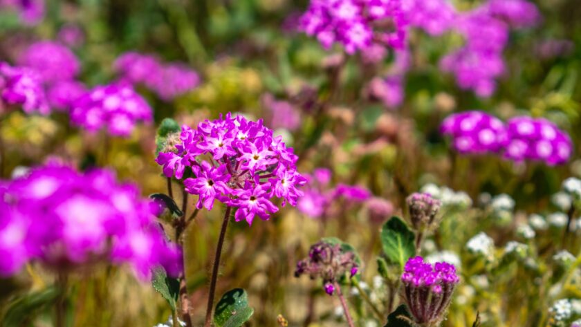 Desert sand-verbena in bloom