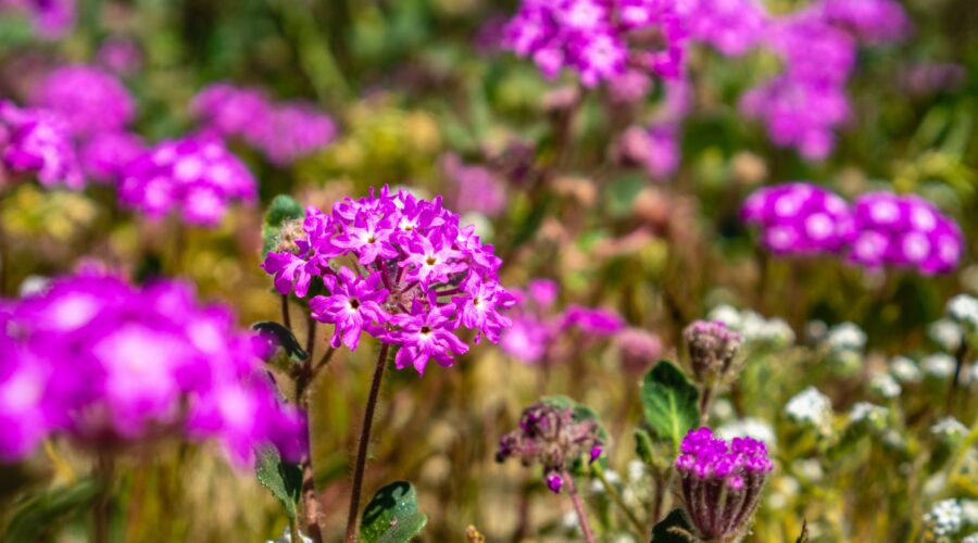 Desert sand-verbena in bloom