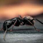 Detailed close-up of an ant on the ground.