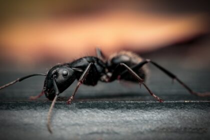 Detailed close-up of an ant on the ground.