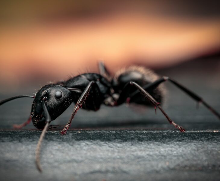 Detailed close-up of an ant on the ground.