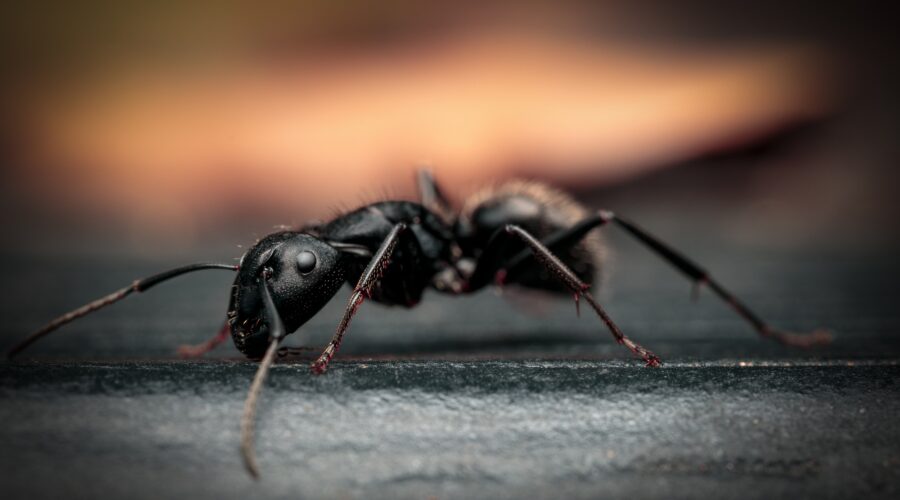 Detailed close-up of an ant on the ground.