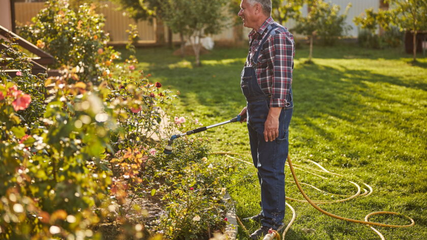 Gladsome senior citizen watering plants from a hose