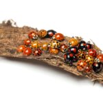 Nest of ladybugs on a bark piece