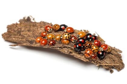 Nest of ladybugs on a bark piece