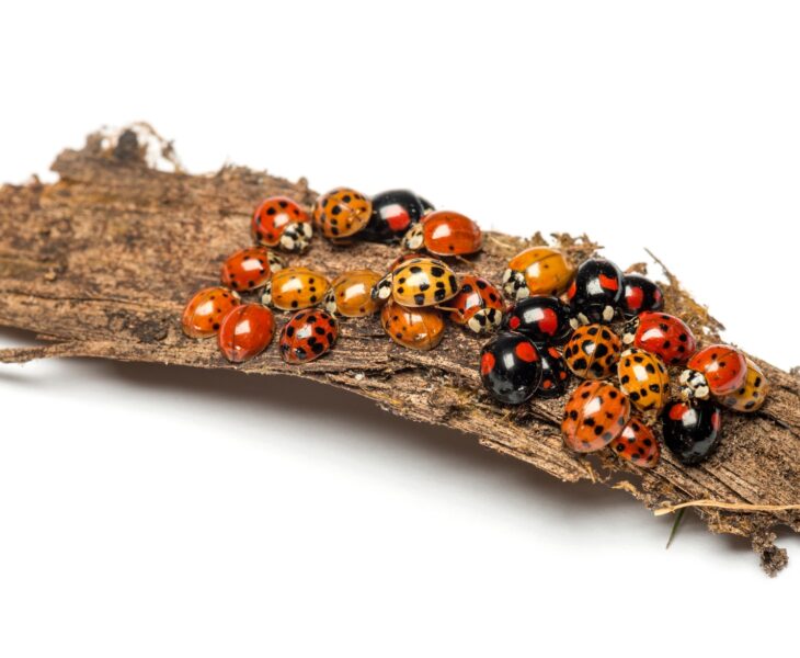 Nest of ladybugs on a bark piece