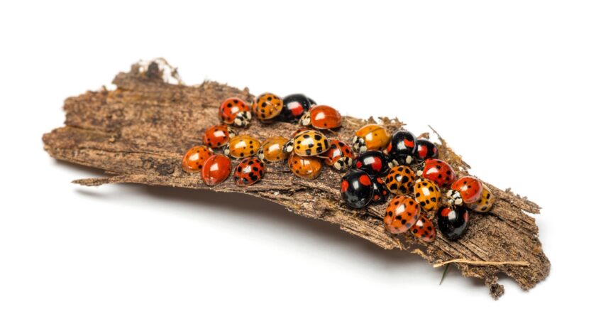 Nest of ladybugs on a bark piece