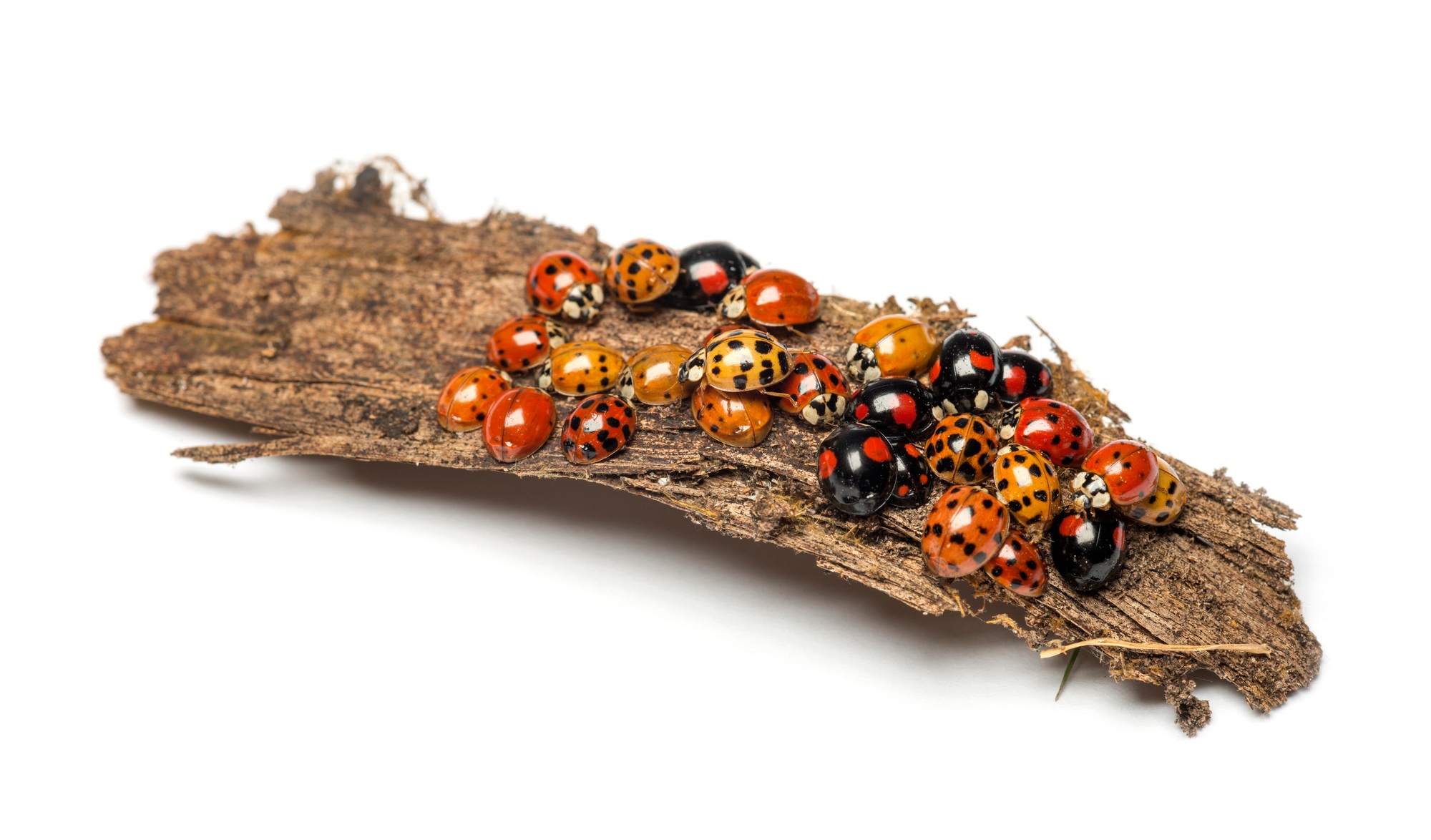 Coccinelles dans la maison : comment les identifier et les gérer