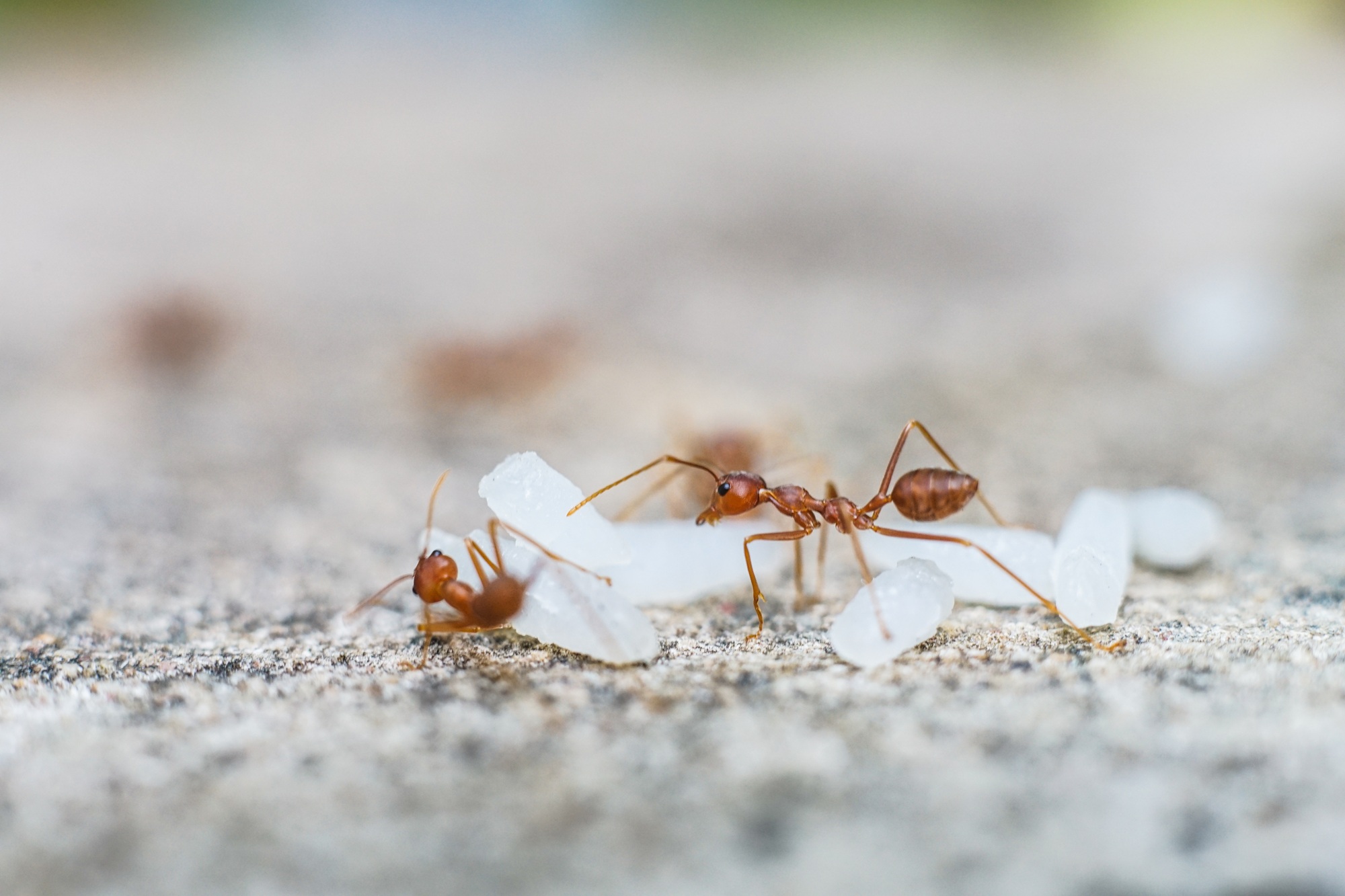 Red imported fire ant,Action of fire ant