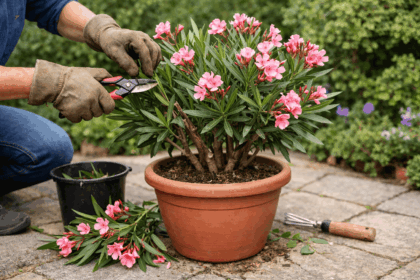 tailler lauriers roses