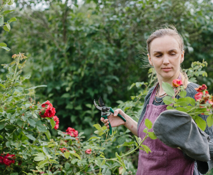 tailler les rosiers