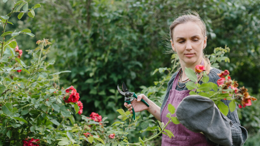 tailler les rosiers