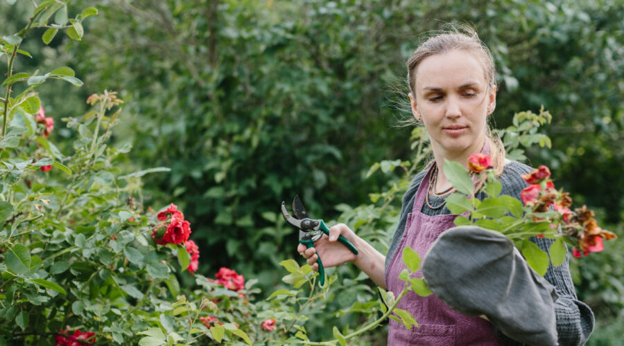 tailler les rosiers