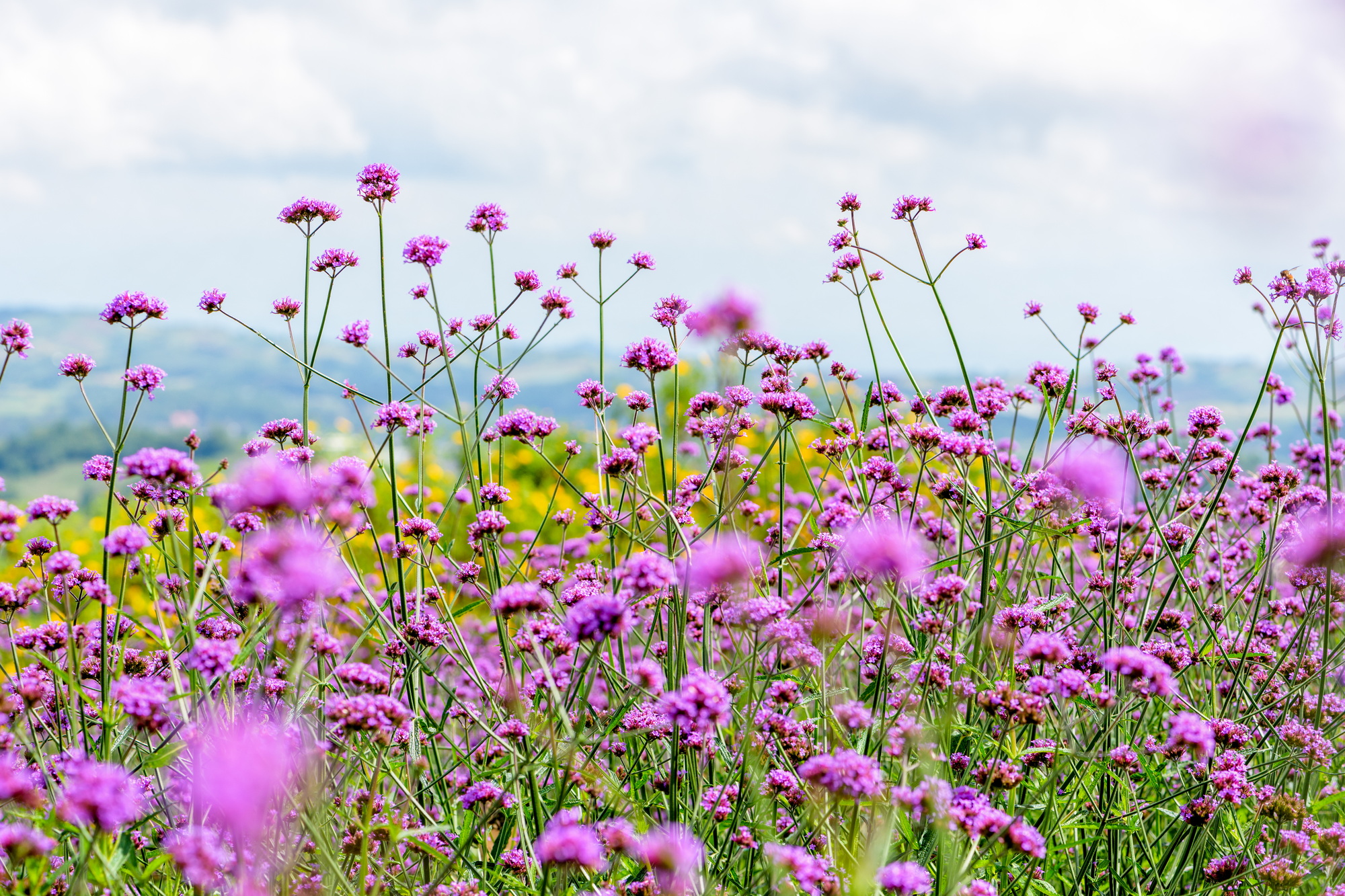 Verbena Bonariensis flower field