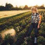 Woman sprinkles potatoes on the agricultural field at daytime