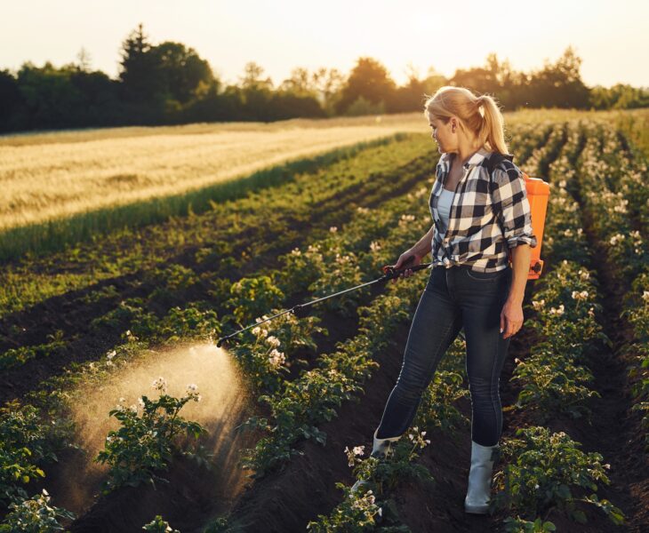 Woman sprinkles potatoes on the agricultural field at daytime