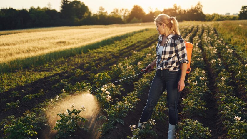 Woman sprinkles potatoes on the agricultural field at daytime
