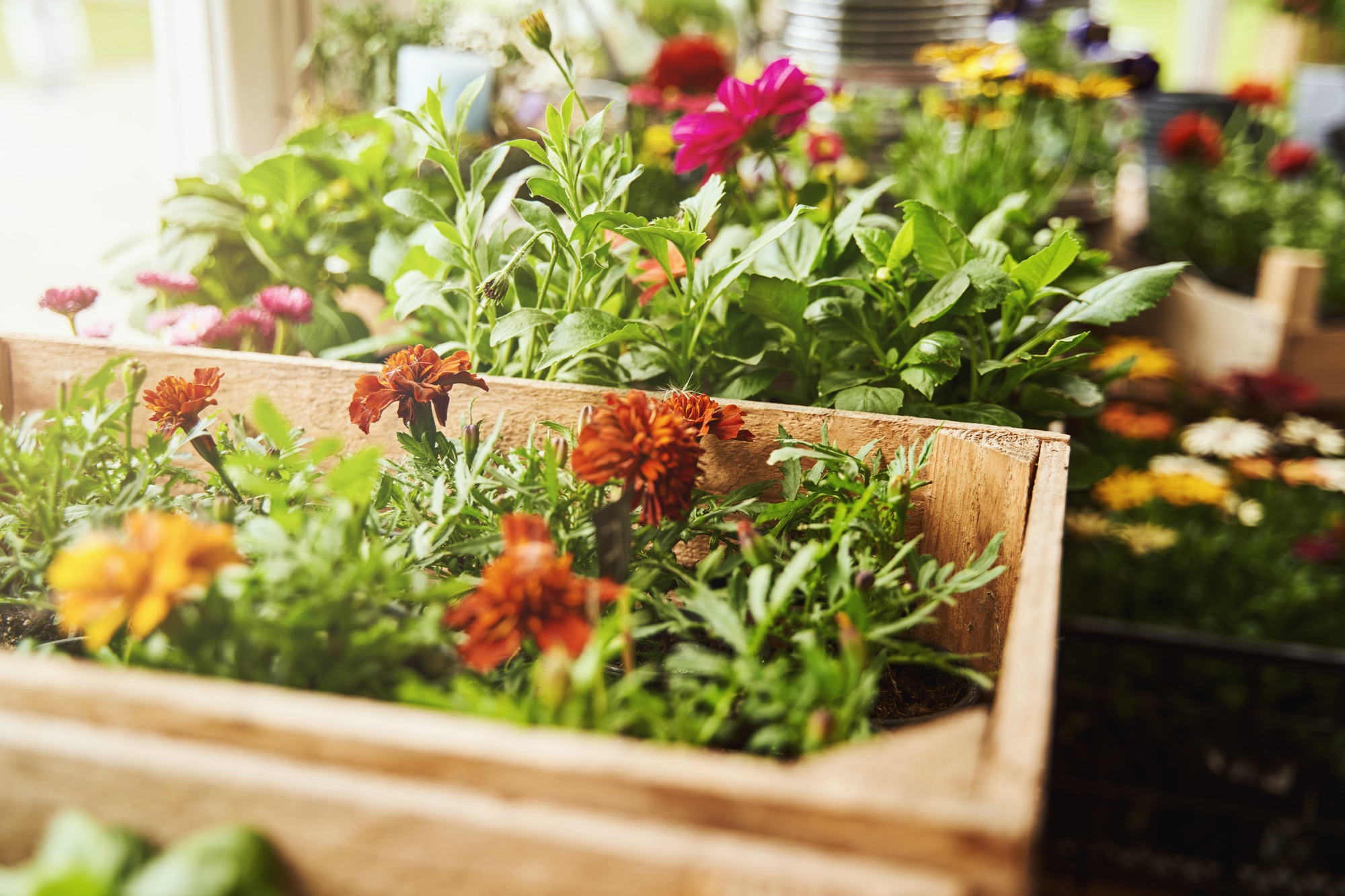 avantage bordure jardin